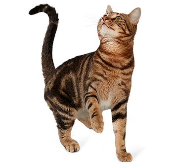 Tidy Cats, arena para gatos | Tidy Cats Chile